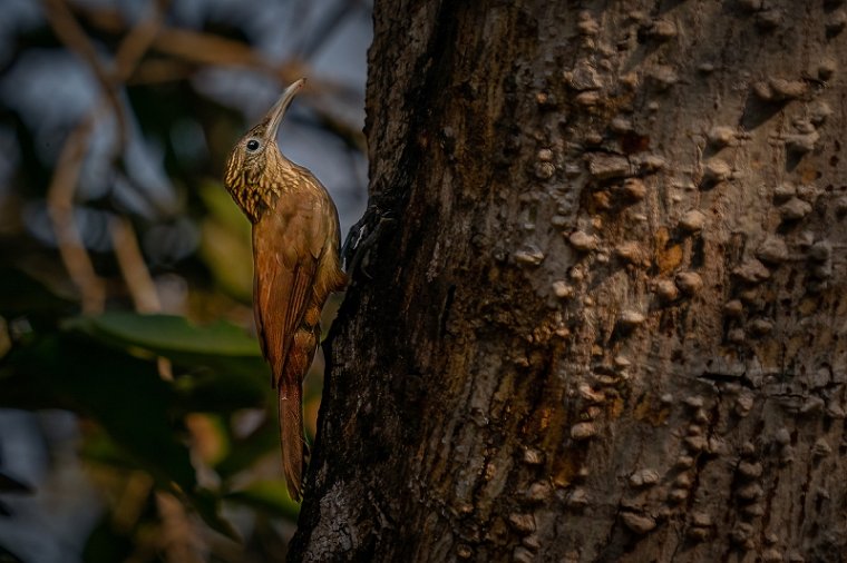 033 Noord Pantanal, muisspecht.jpg